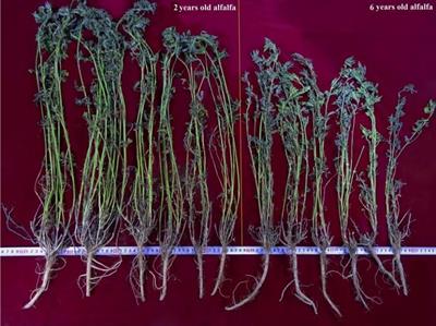 Metabolic crosstalk between roots and rhizosphere drives alfalfa decline under continuous cropping